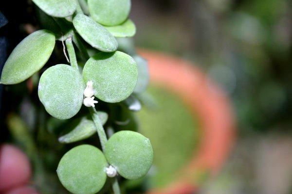 http://www.cloudjungle.com/CloudJungle/Asclepiadaceae/Dischidia/Dischidia nummularia flower.jpg